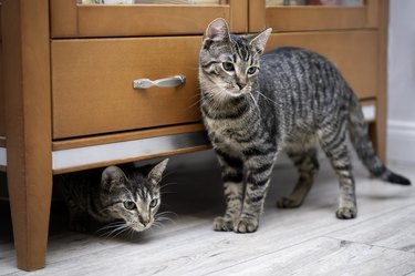 Two tabby cats at home beside a chest of draws