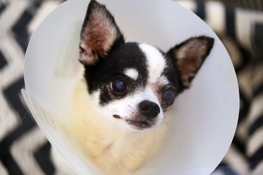 Chihuahua wearing a protective Elizabethan collar after surgery at left eye. Dog injured at eyes.