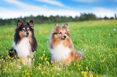 Shelties in a meadow