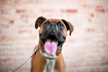 Close up portrait of cute boxer dog