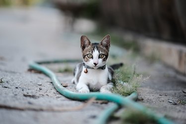 Cat looks at camera and is surrounded by a garden hose