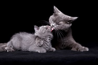 Studio photo of British shorthair kitten and mother against black background