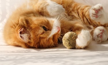 Ginger cat laying on the floor and playing with a catnip ball