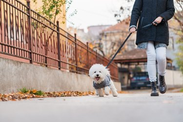 Curious Bichon dog in pet clothing, exploring the outdoor during a walk