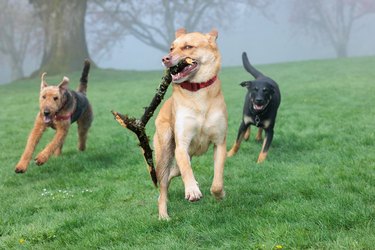 Dog Park Play