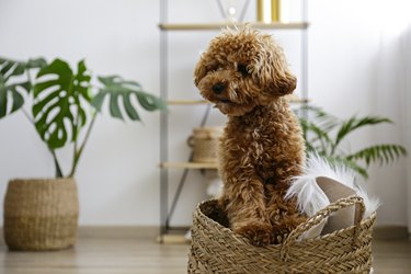 Brown maltipoo poodle alone at home.