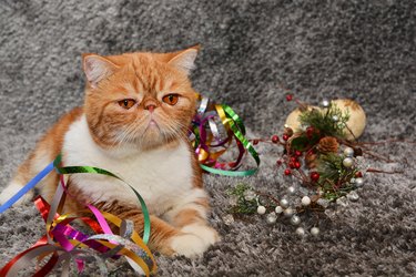 Cat exotic breed color red marble with Christmas toys and decorations on a dark background