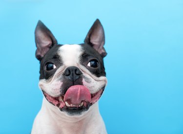 A happy and joyful Boston Terrier dog with its tongue hanging out smiles on a blue background in the Studio.