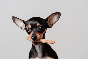 Russian Toy Terrier