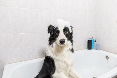 Funny indoor portrait of puppy dog border collie sitting in bath gets bubble bath showering with shampoo. Cute little dog wet in bathtub in grooming salon. Clean dog with funny foam soap on head