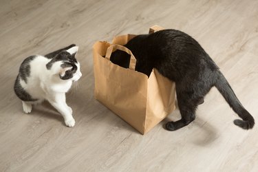 Two cats are exploring a paper bag.