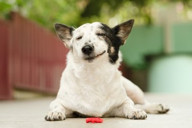 Funny black and white dog lying, eyes closed, smiling,enjoying her snack treat.