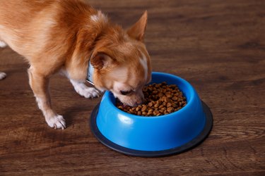 Chihuahua eating from a blue bowl