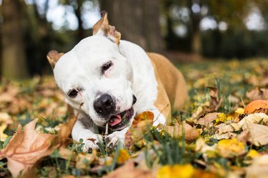 Autumn dog lying down and chewing wooden stick