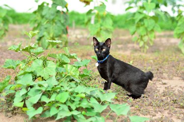 Black Japanese bobtail cat and sweet potato plants in a garden.