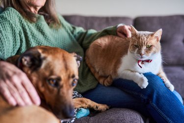 Curious looking cute white-ginger cat staring at a brown dog