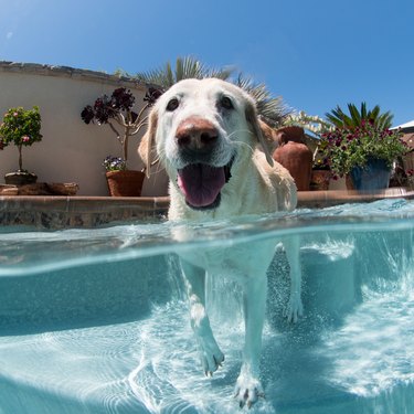 Portrait of dog in outdoor swimming pool, Laguna Beach, California, USA