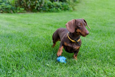 Brown dachshund dog plays with blue toy on lush green grass