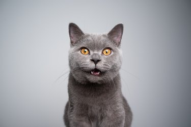 british shorthair kitten looking at camera shocked or surprised