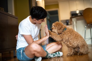 Golden Doodle Puppy trained by their gender non conforming parent.