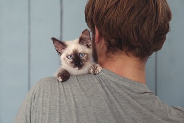 Back view of man with kitten on his shoulder