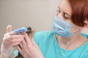 Groomer in a medical mask brushes the dog's teeth with a brush put on her finger