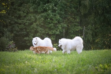 Samoyed dog and a beautiful red Maine Coon cat are walking in the garden