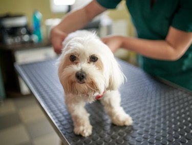 Veterinarian doctor giving vaccine to little maltese dog.