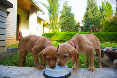 Two puppies drinking from an outside water bowl