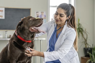 Listening to a Dog's Heart