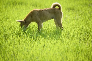 medium sized dog eating grass