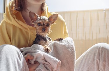 Bathe a Yorkie dog