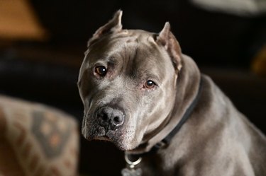 Dog relaxing in living room