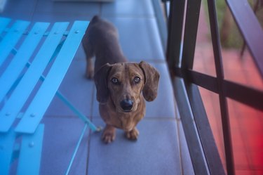 dachshund standing on apartment balcony