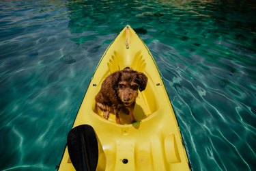 Old pet dog having fun in yellow kayak