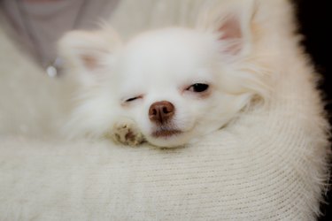 White pomeranian winking while in their human's arms