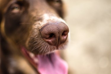 Close-up of dog nose with blurred background