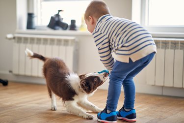 A little boy is playing with a dog in new home. Home, family, moving