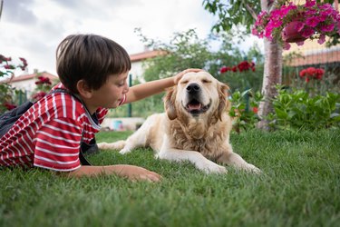 Happy little boy stroking his dog in the back yard