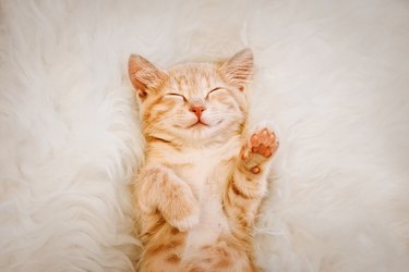 Cute, red kitten is sleeping on his back and smiling, paws up. Concept of sleep and good morning.