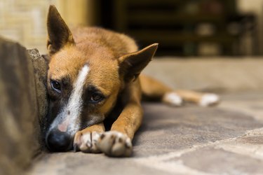 Stray dog sleeping on the stairs