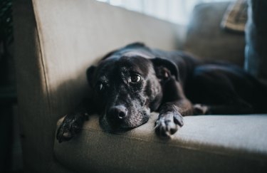 Close up of a black dog on a couch