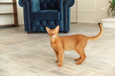 Abyssinian cat in a living room.
