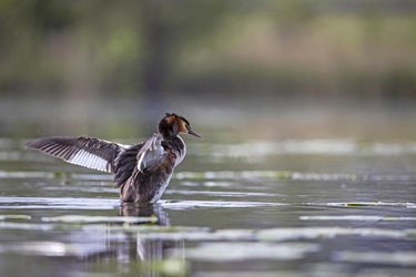 Close-up of water duck flying over lake