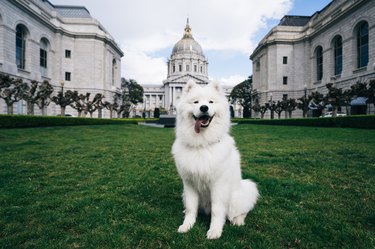 White Samoyed Dog in Front of Government Building Capital Capitol