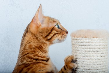 Domestic cat using a scratching post in the room, close-up