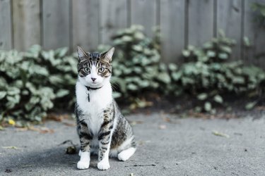 Serious cat looking at camera