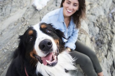 Happy bernese mountain dog looking at camera, his owner smiles next to him
