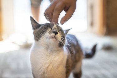 White and grey cat enjoying being touched on the head by a human hand