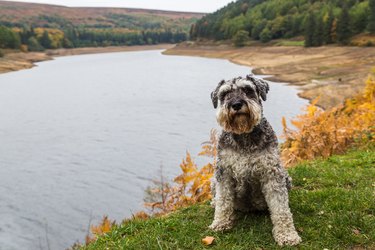 Miniature Schnauzer sat beside the Derwent Reservoir